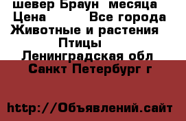 шевер Браун 2месяца › Цена ­ 200 - Все города Животные и растения » Птицы   . Ленинградская обл.,Санкт-Петербург г.